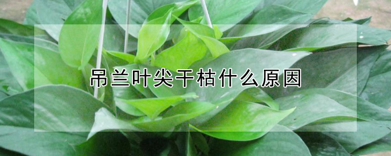 吊兰叶尖干枯什么原因（吊兰叶尖干枯什么原因发黄）