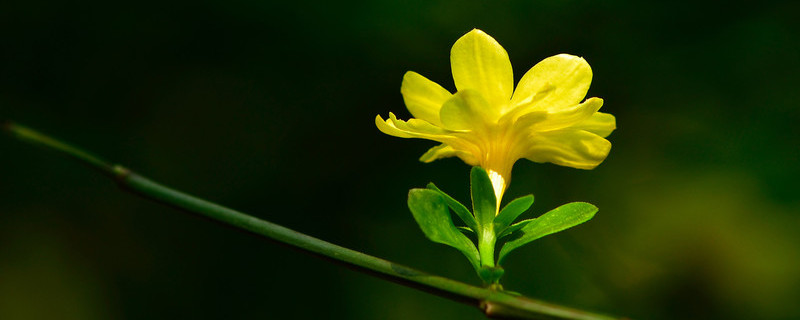 迎春花叶子发黑怎么回事 迎春花叶子发黑掉叶