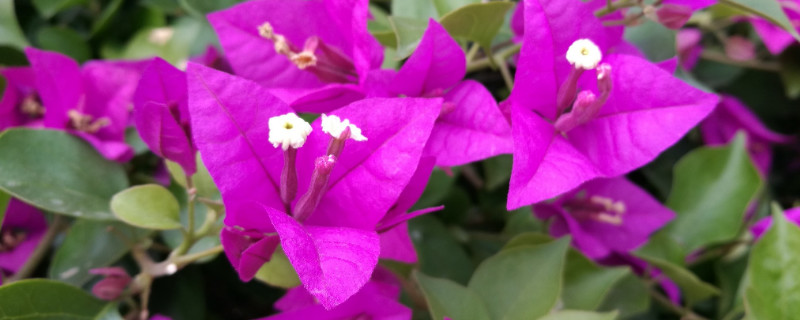 三角梅是什么季节开花（三角梅是什么季节开花的）