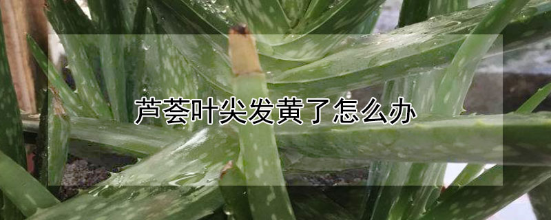 芦荟叶尖发黄了怎么办（芦荟叶尖干黄怎么回事）