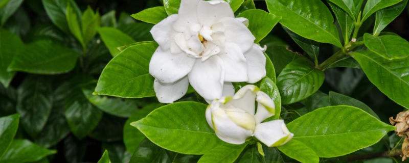 栀子花如何修剪 栀子花如何修剪才能开花旺盛