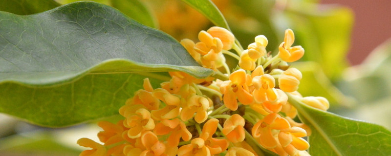 桂花叶子不绿是什么原因（桂花掉绿叶的原因）