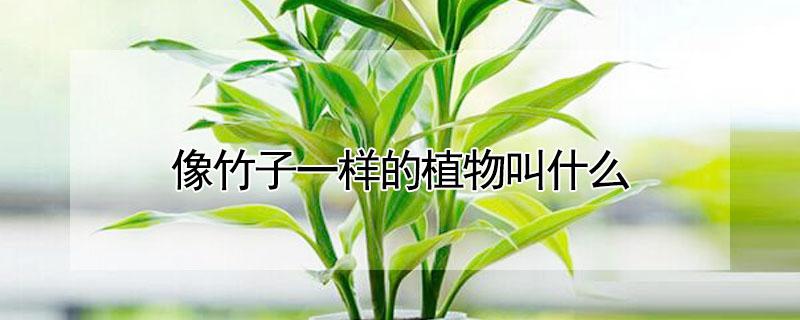 像竹子一样的植物叫什么 像竹子一样的植物是什么