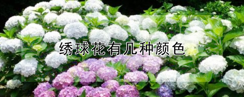 绣球花有几种颜色 绣球花有几种颜色的叶片