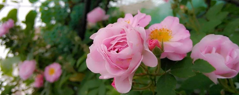 蔷薇花为什么黄叶子 蔷薇黄叶子是怎么回事