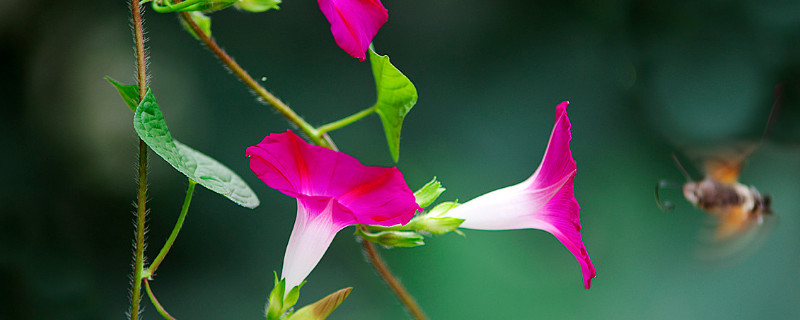 牵牛花冬季在室内开花吗 牵牛花在室外能过冬吗