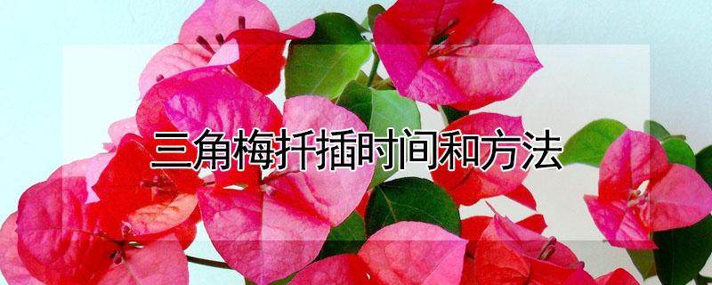 三角梅扦插时间和方法 三角梅扦插时间和方法三角梅图片