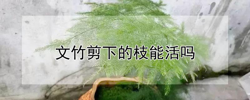 文竹剪下的枝能活吗（文竹剪下来可以种嘛）