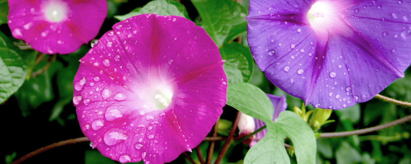 牵牛花的养殖方法和注意事项 牵牛花的养殖方法和注意事项有哪些
