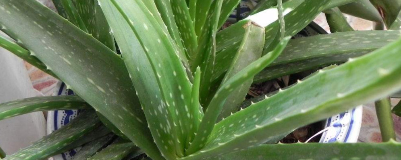 怎样移栽芦荟的侧芽（芦荟怎样才能生侧芽）