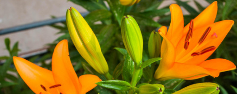 百合种球种植注意事项 百合种球养殖方法和注意事项