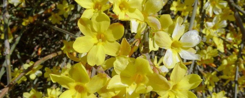 迎春花秋天为什么掉叶子 迎春花秋天落叶吗