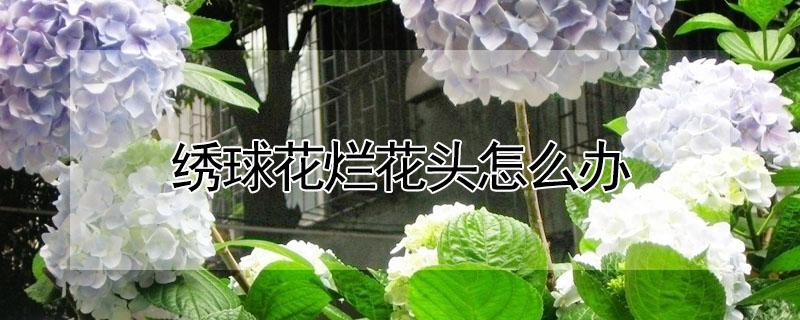 绣球花烂花头怎么办（绣球花烂了怎么办）