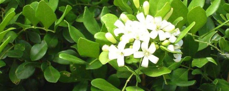 九里香换盆注意事项（九里香刚买回来需要怎么换盆）