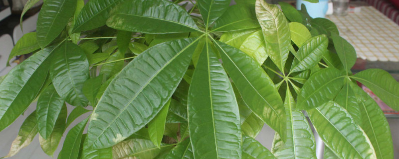 发财树砍头了多久发芽 发财树砍掉树干还会发芽吗