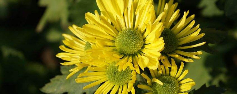 菊花什么时候打顶 菊花什么时候打顶与摘心视频