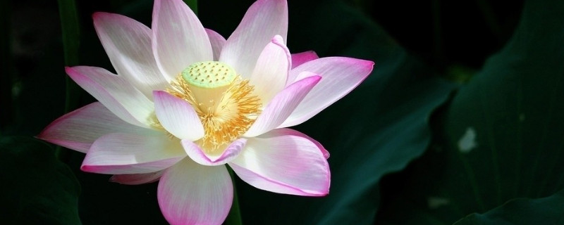 荷花根冬天怎样保存（荷花根冬天怎么保存）