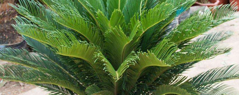 铁树怕冻吗 铁树怕冻吗多少温度养