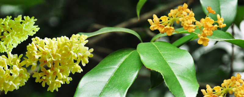 桂花为什么那么香 桂花为什么那么香文学解释