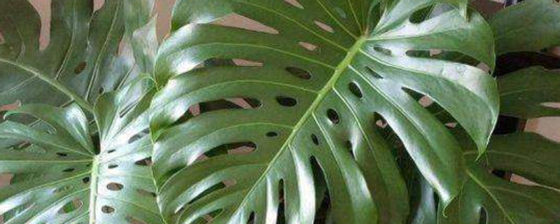 卧室适合放什么植物(客厅卧室适合放什么植物)