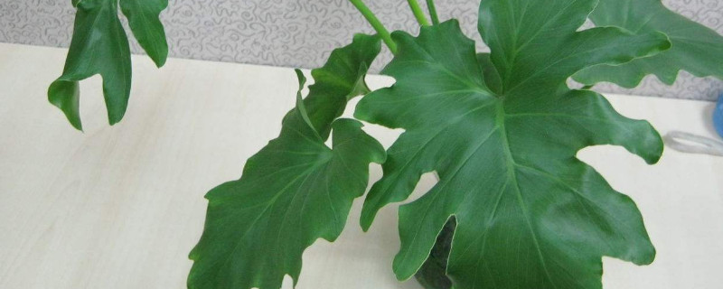 龟背竹怎样分株移植（龟背竹怎么分株繁殖）