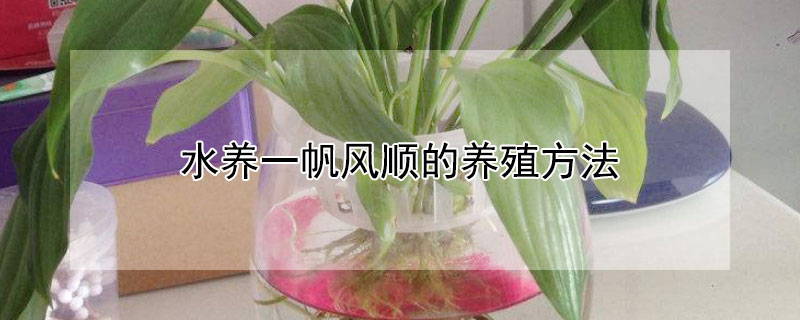 水养一帆风顺的养殖方法（一帆风顺花水培怎么养）