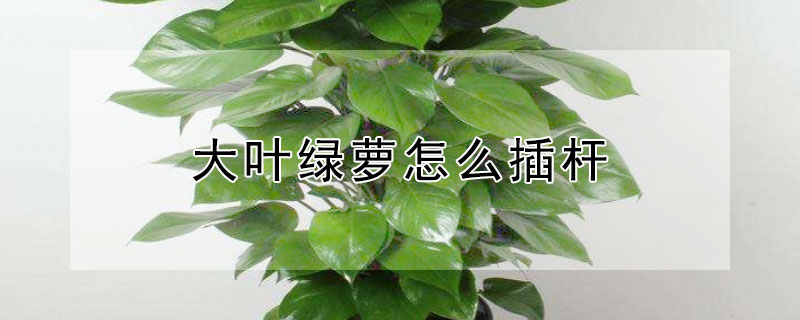 大叶绿萝怎么插杆(大叶绿萝怎么插杆水培)