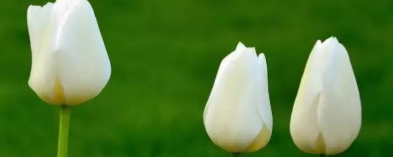 郁金香发芽期间能不能浇水（郁金香发芽后需要施肥吗）