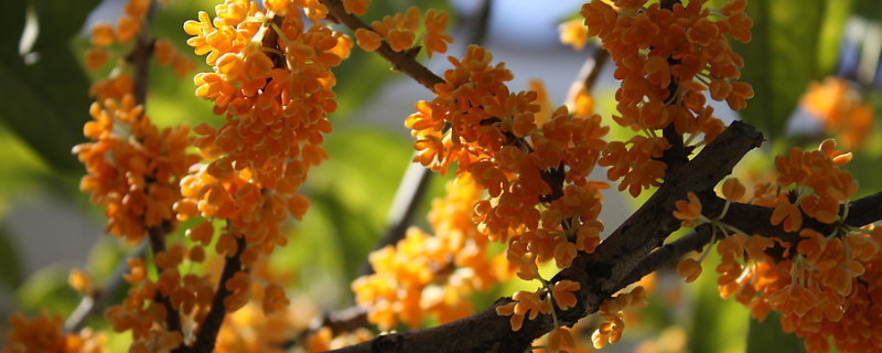 桂花树的养殖方法和注意事项 北方桂花树的养殖方法和注意事项