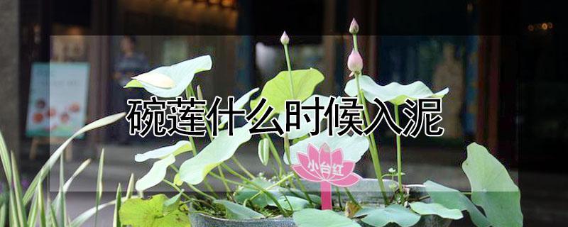 碗莲什么时候入泥 碗莲什么时候入泥视频