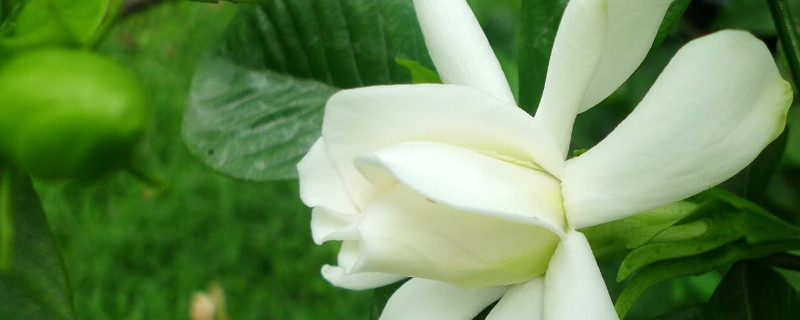 栀子花怎么插枝 栀子花怎么插枝活的