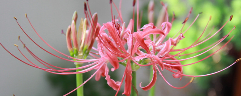 彼岸花球可以水培吗（彼岸花种球浇水）