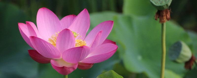 荷花怎样繁殖的(旱荷花怎么繁殖)