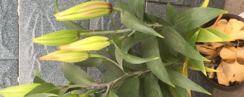 百合花苞不开花怎么办 百合花不长花苞怎么办