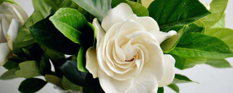 栀子花花瓣发黄怎么办 栀子花花瓣黄了是什么原因