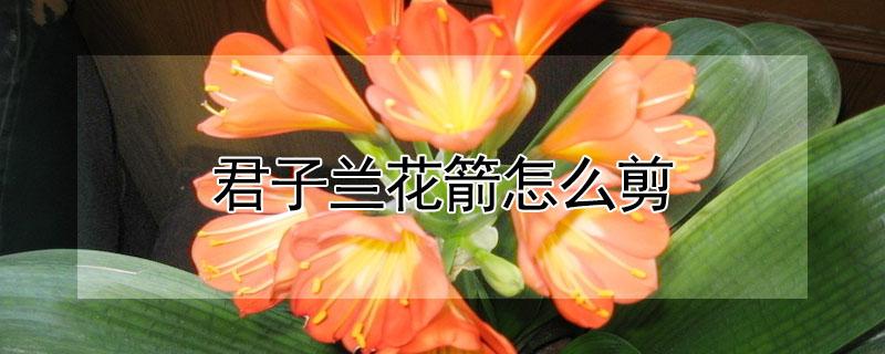 君子兰花箭怎么剪（君子兰花开完以后花箭用不用剪掉）