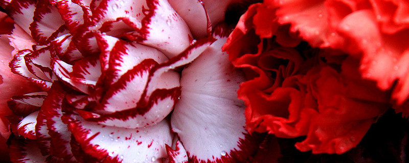 怎样让水养康乃馨花苞开出来 怎么让康乃馨花苞开花