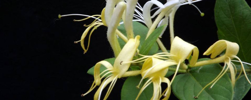 鸳鸯藤怎么养 鸳鸯藤种植