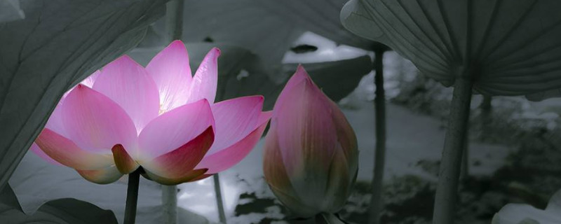 荷花为什么烂根部（荷花为什么会烂根）