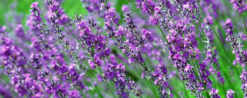 薰衣草和马鞭草的区别（马鞭草和薰衣草是同一种类型吗）