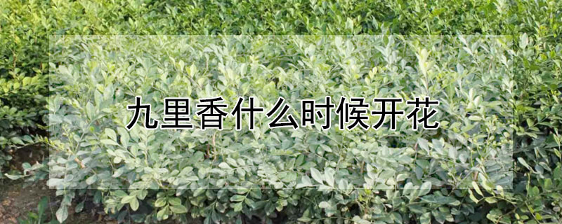 九里香什么时候开花 水培九里香什么时候开花