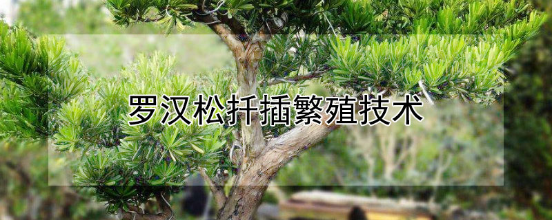 罗汉松扦插繁殖技术 罗汉松能插扦种植吗?