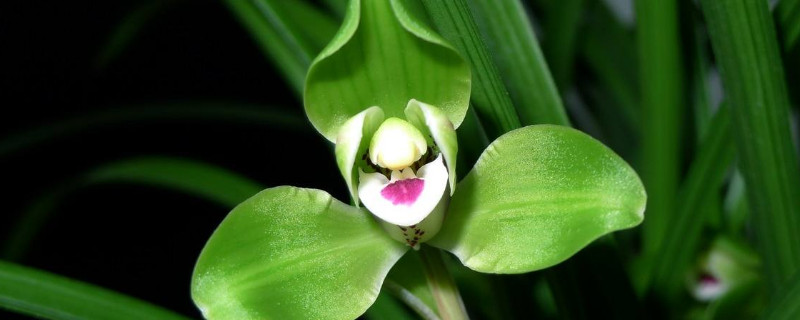 兰花在冬天换盆后怎么养 冬天兰花换盆后注意些什么