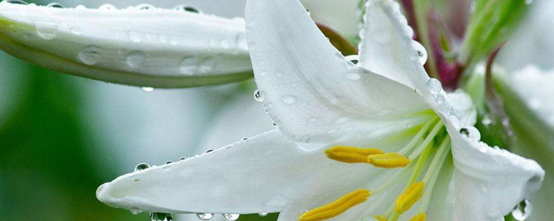 水养百合蔫了能恢复吗（百合缺水蔫了怎么办）