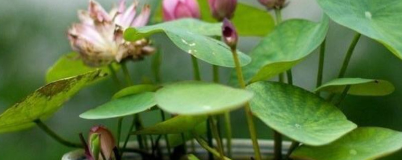 盆莲花的养殖方法（盆种莲花的方法）