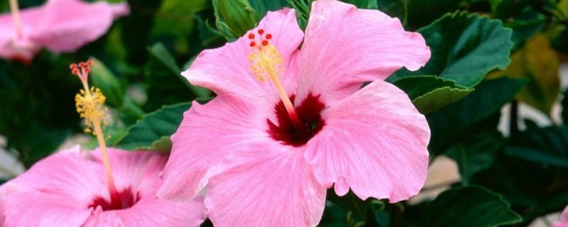 芙蓉花栽叶什么时候出新叶（芙蓉花什么时候栽种）