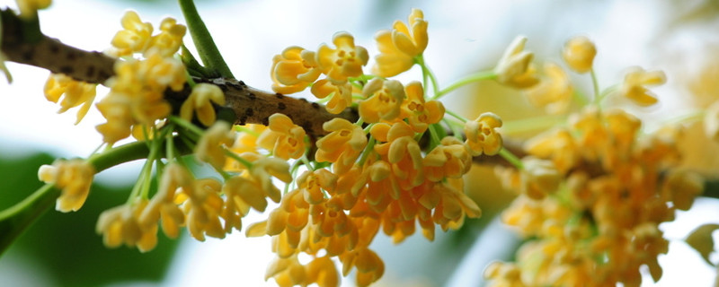 桂花有几个品种（桂花有几个品种 有什么区别）