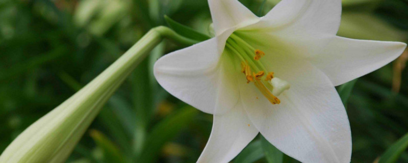 百合花会结果实吗 百合花结果是什么样的