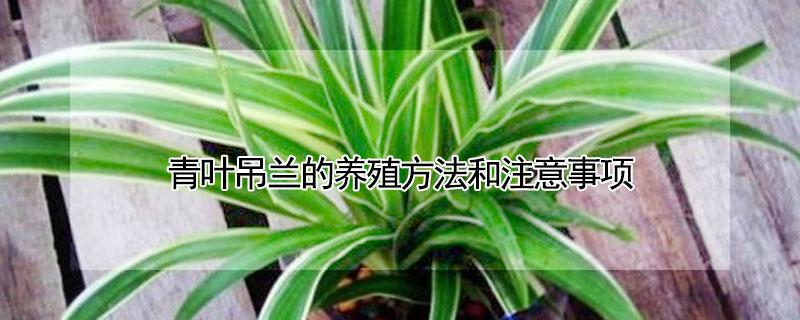 青叶吊兰的养殖方法和注意事项（青叶吊兰怎么养）