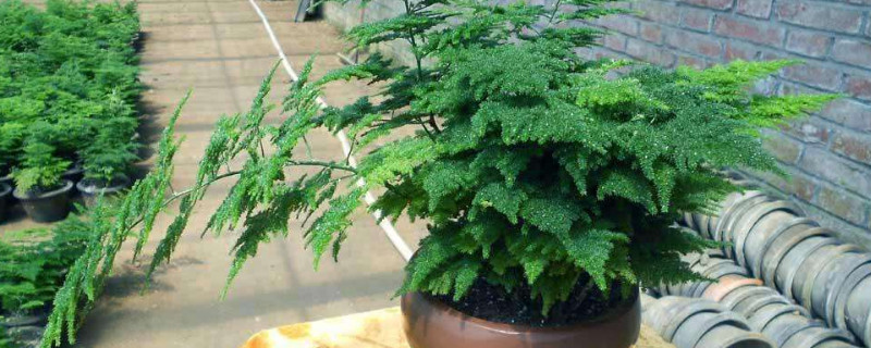 文竹夏天叶子发黄怎么办（文竹夏天叶子发黄怎么挽救）